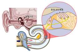 우리몸의 청각을 담당하는 달팽이관과 유모세포
