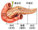 췌장의 구조