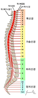 척추의 전체모습