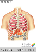 폐의 위치와 구조