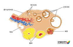 난소의 단면