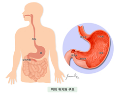 위의 위치와 구조