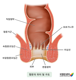 항문의 위치 및 구조