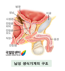 남성생식기계의 구조