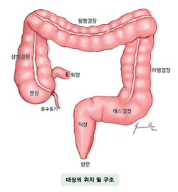 대장의 위치 및 구조