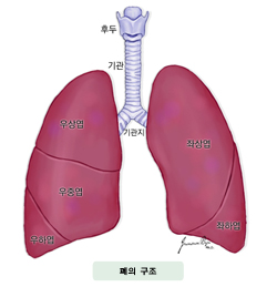 폐의 구조