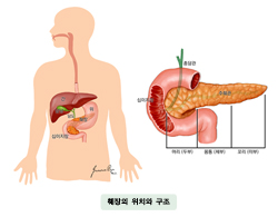 췌장의 위치와 구조