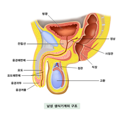 남성 생식기계의 구조