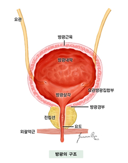 방광의 구조