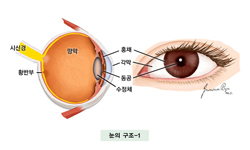 눈의 구조-1