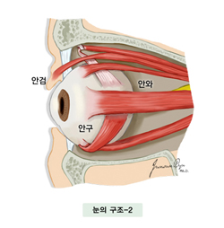 눈의 구조_2