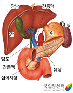 담낭·담도의 구조