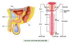 남성 요도의 구조와 부위에 따른 요도암의 종류