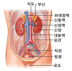 신장의 위치
