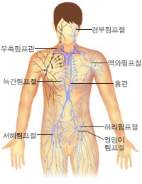 림프절의 위치