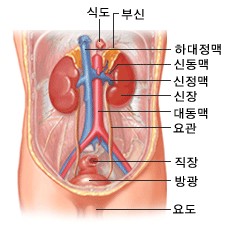신장의 위치