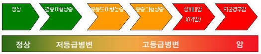 자궁경부암의 암화과정