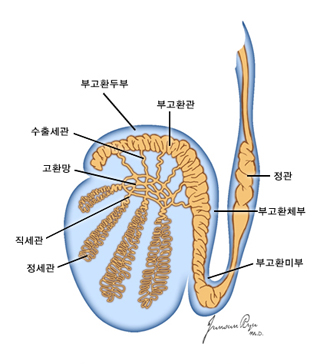 고환 및 부고환의 구조