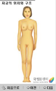 자궁의 위치와 구조