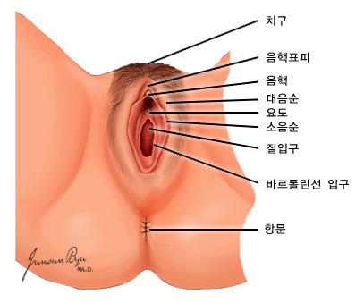 여성 외음부의 해부학적 구조