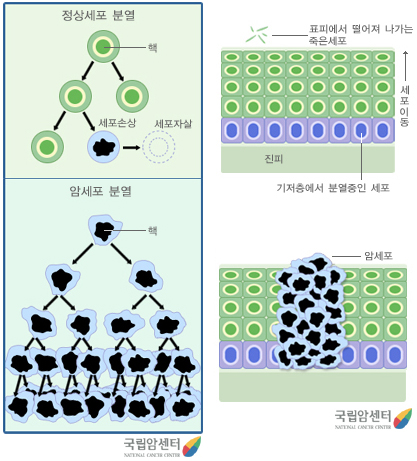 정상세포와 암세포의 분화