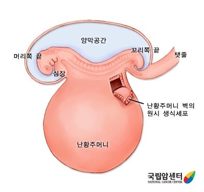 발생 3주 말의 배아