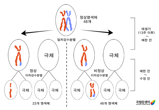염색체의 1,2차 감수분열