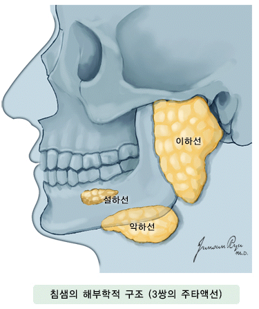 침샘의 해부학적 구조 (3쌍의 주타액선)
