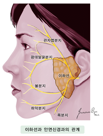 이하선과 안면신경과의 관계