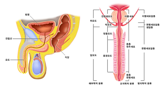 남성 요도의 구조와 부위에 따른 요도암의 종류