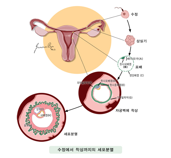 수정에서 착상까지의 세포분열