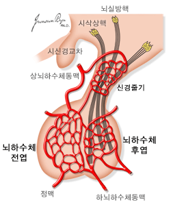 시상하부와 뇌하수체의 연결관계