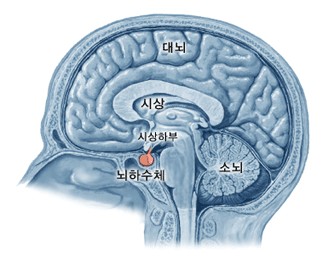뇌의단면과 뇌하수체의 위치