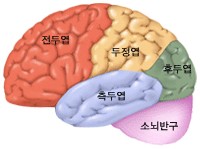 뇌의 구분