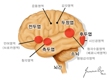 뇌의 영역별 기능