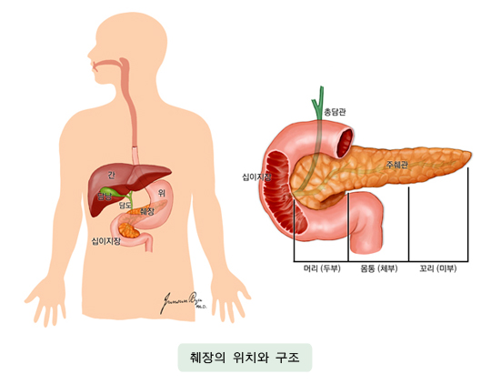 췌장의 위치와 구조