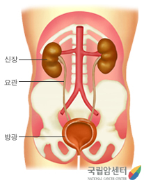 방광의 위치