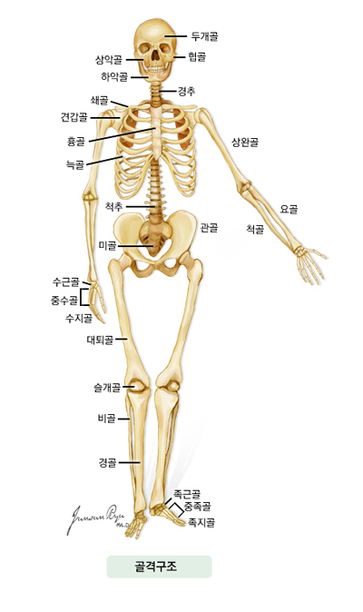 골격구조