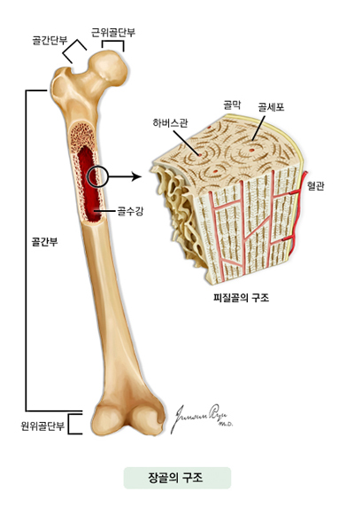 장골의 구조