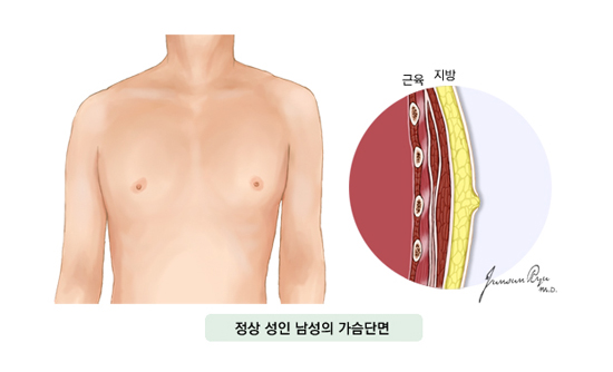 남성 유방의 구조
