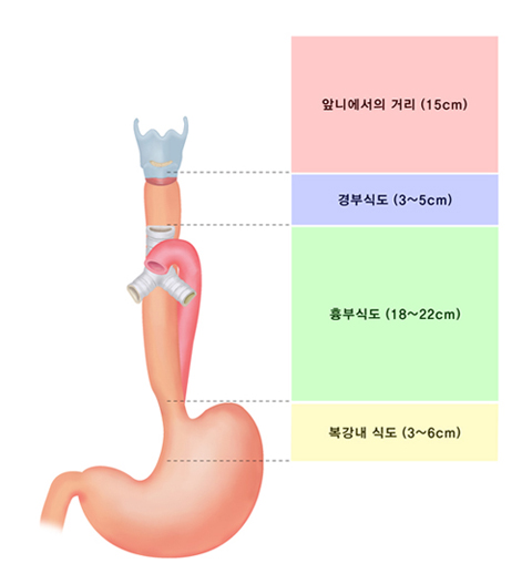 식도의 위치