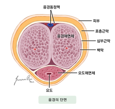 음경의 단면