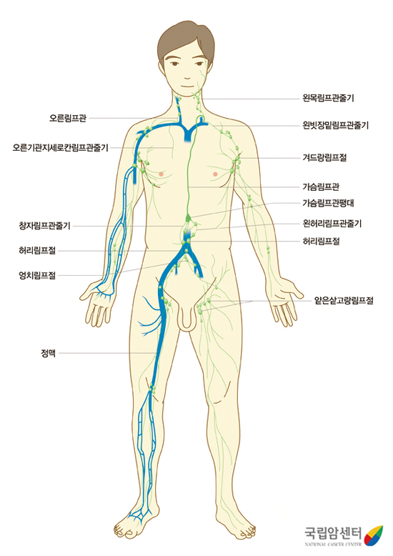 림프계의 구조