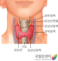 갑상선의 위치 및 구조