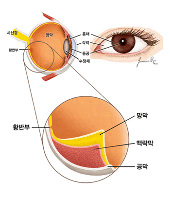 눈의 내부 구조
