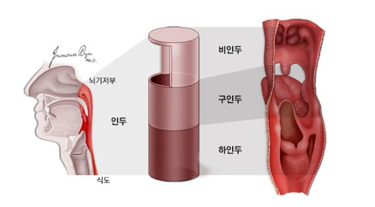 인두의 구조