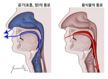 상부기도소화관
