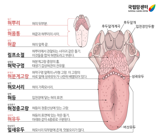 혀의 부위