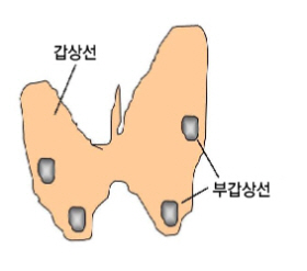 부갑상선의 위치