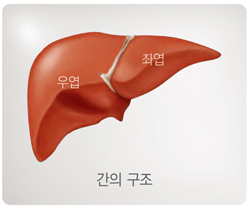 국민 암예방 수칙 실천 지침-간의 구조